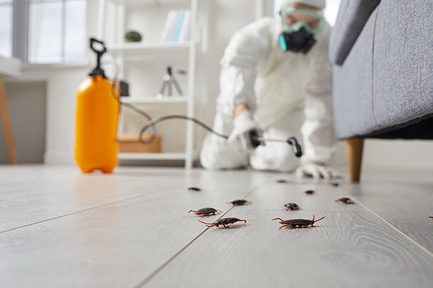 Commercial Kitchen Cockroach Control in Ashton